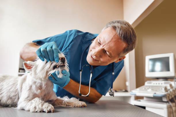 Best Emergency Dental Care for Trauma or Injury in La Grange Park, IL
